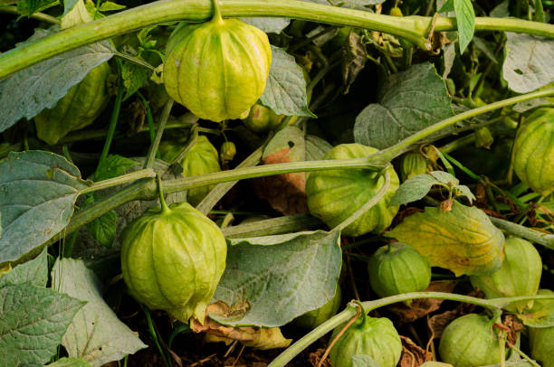 10 Tips For Growing and Caring for Tomatillo Plants