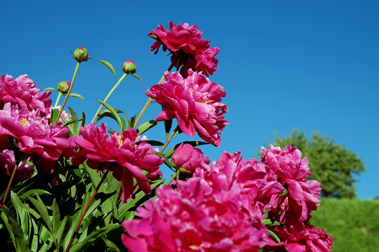 A Beginner’s Guide to Tree Peony Growth and Maintenance