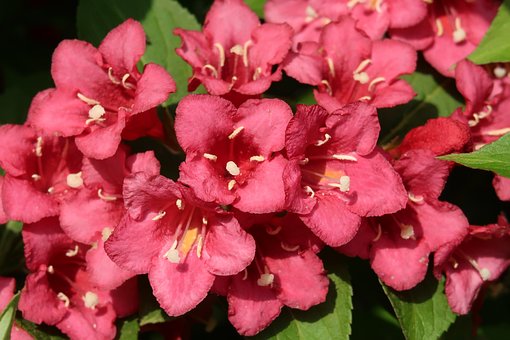 Learn How To Grow & Care For Weigela Shrubs