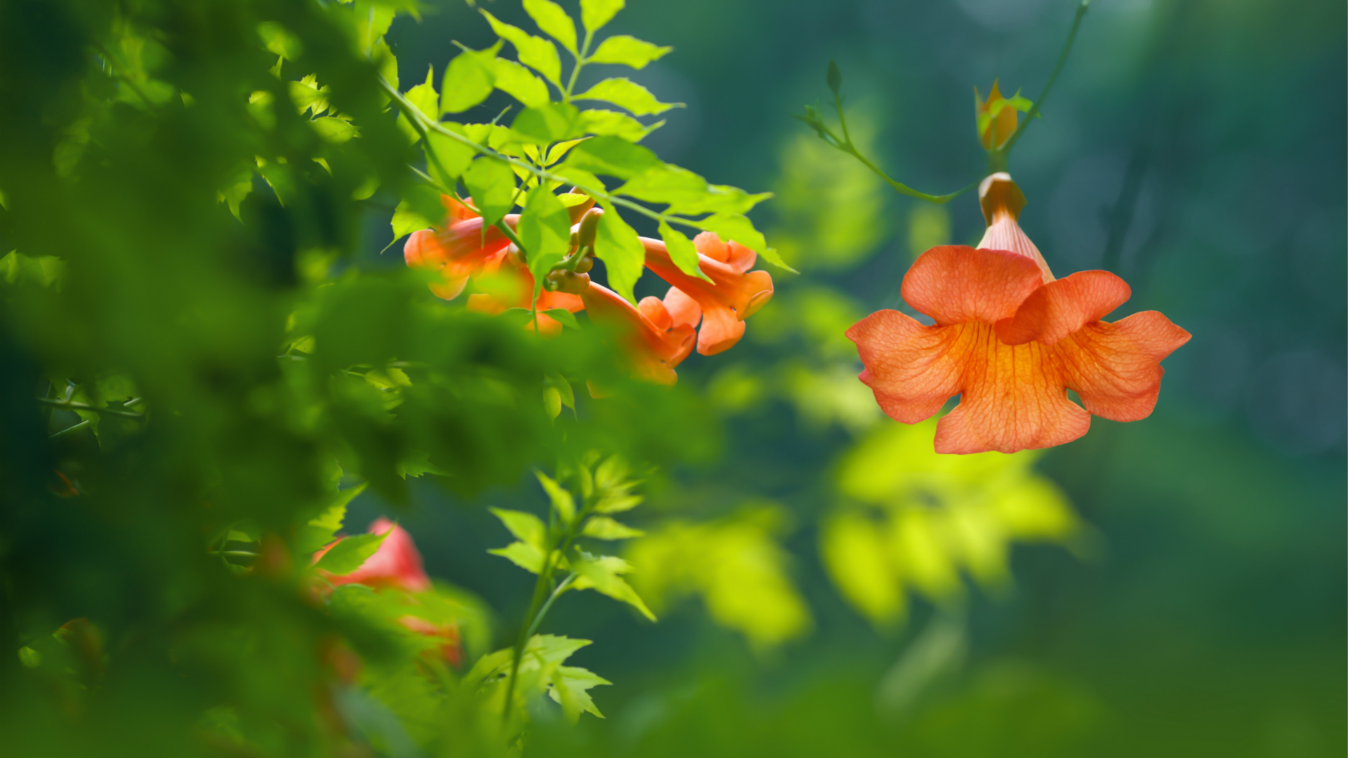 How To Grow & Care for Campsis Trumpet Vines: A Beginner’s Guide