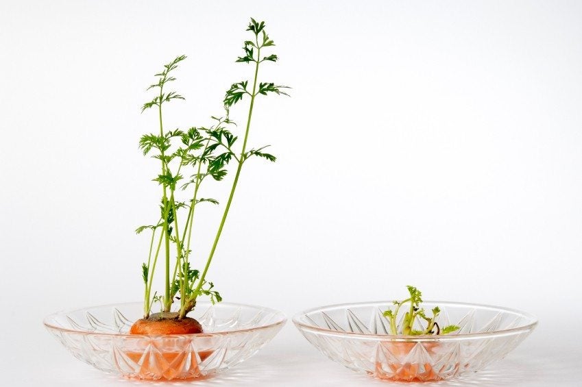 6 Steps To Easily Growing Carrots Using Carrot Tops