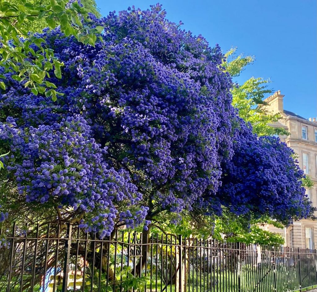 How To Grow Ceanothus 'California Lilac'