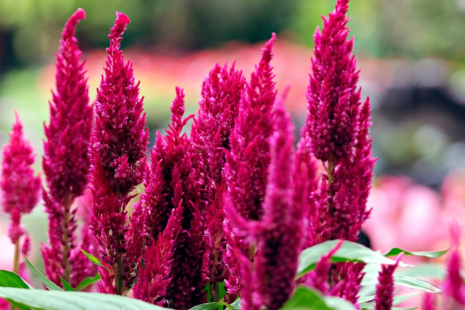 How to Grow and Care For Celosia ‘Woolflower’