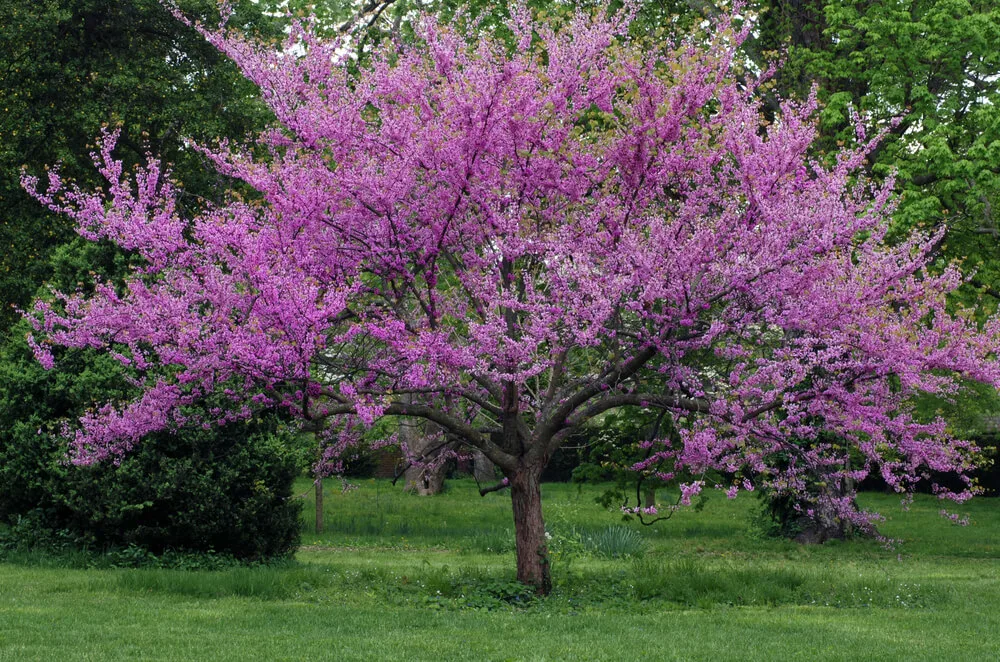 Step-by-Step Guide to Growing Cercis Siliquastrum ‘Judas Tree’