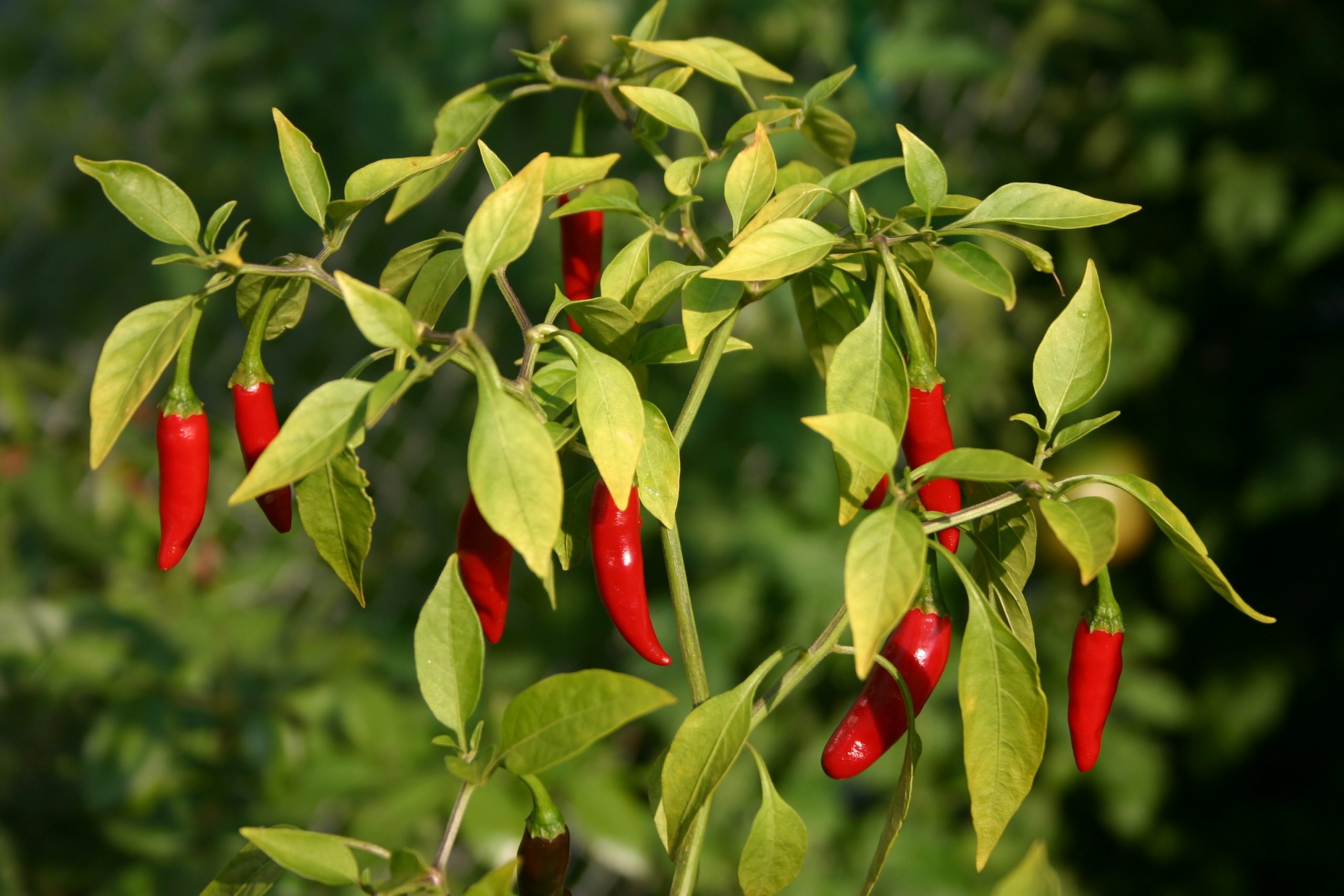 A Beginner’s Guide to Growing Chillies In Containers