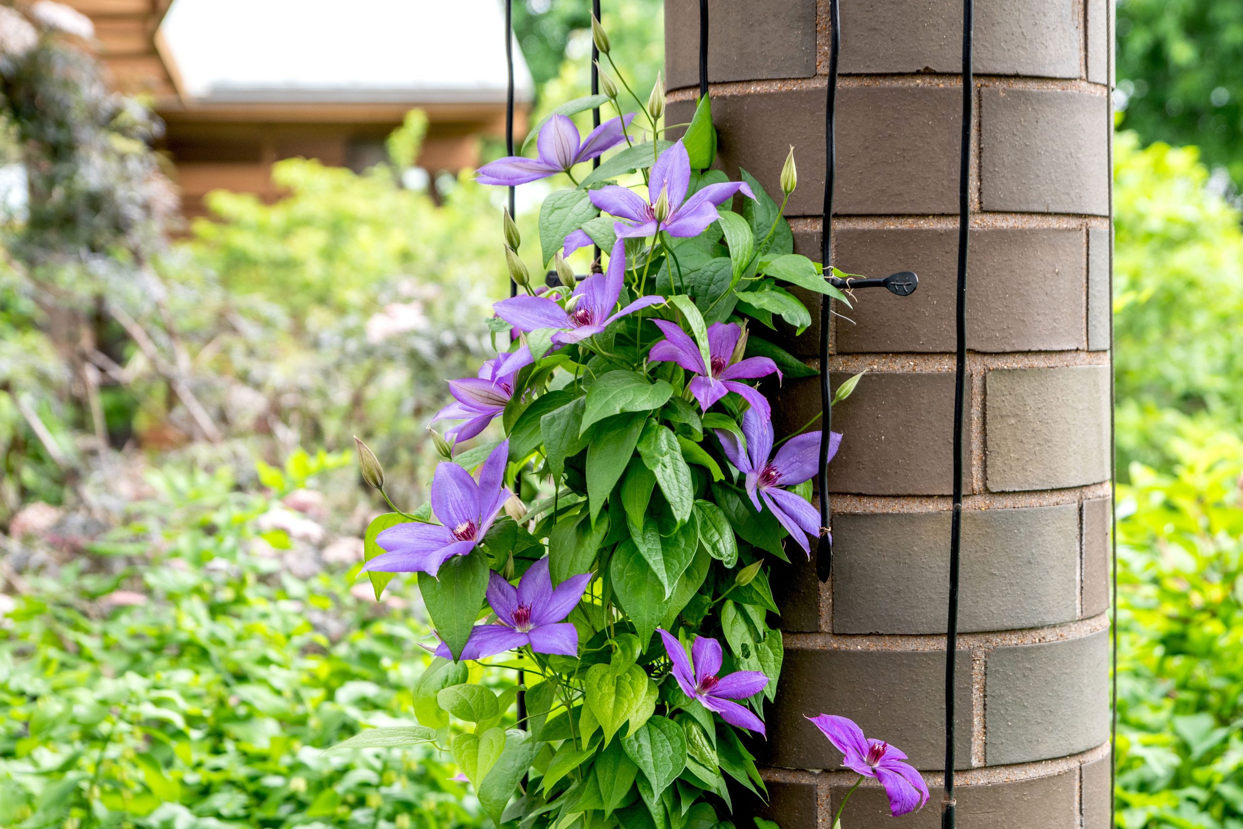 How to Plant and Care for Clematis [UK]