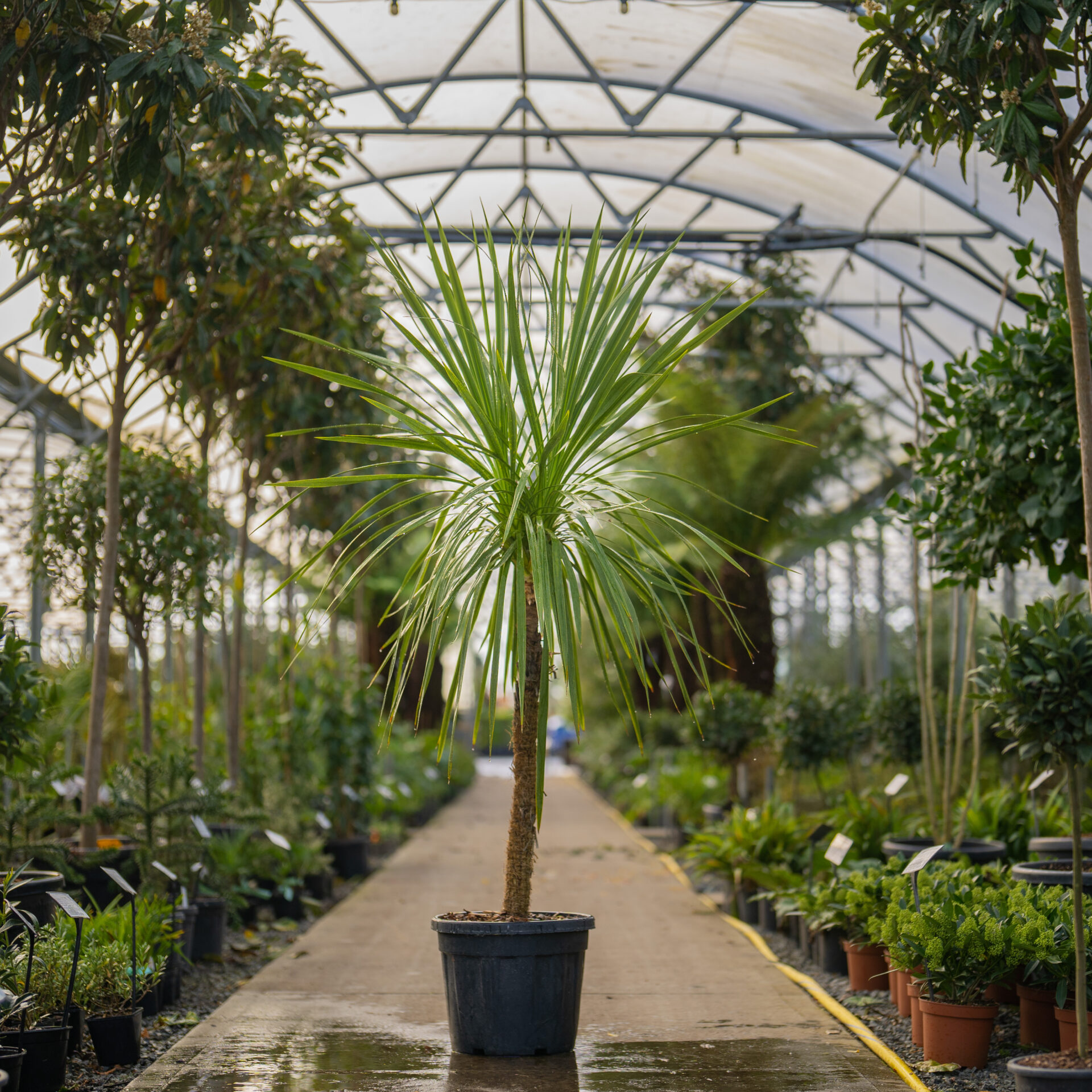 How to Successfully Grow Cordyline in Pots or Containers