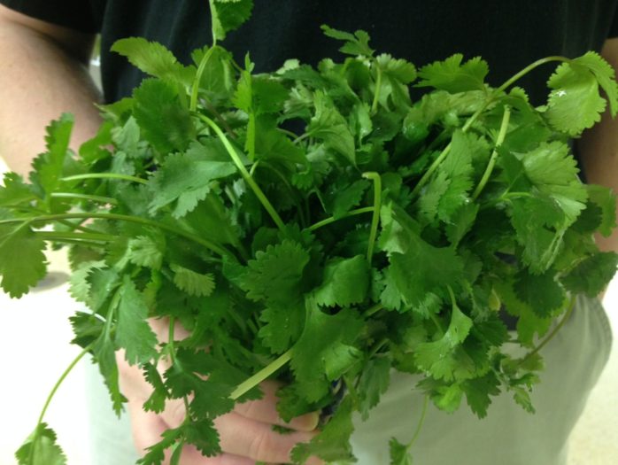 Quick Guide: Growing Coriander from Seed to Harvest