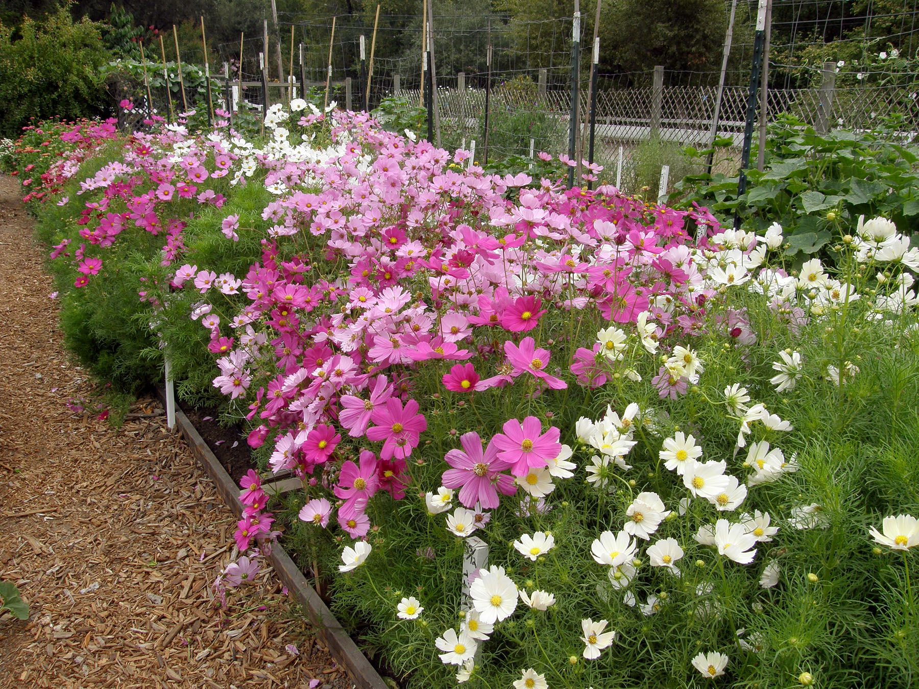 5 Easy Steps for Growing Cosmos from Seeds