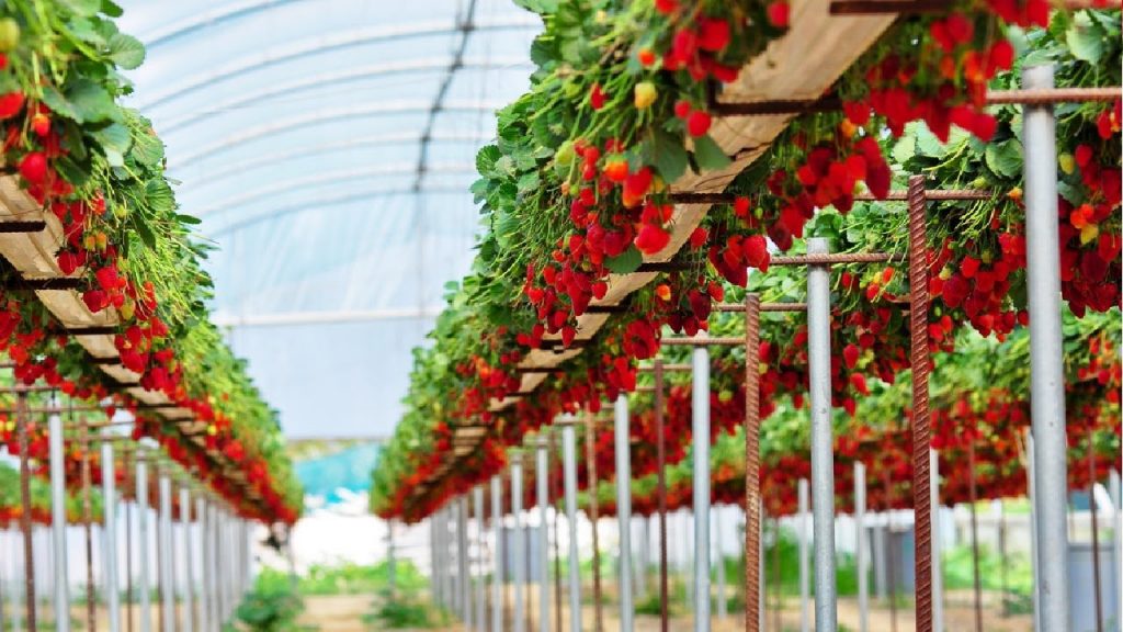 Learn how to grow juicy and delicious strawberries hydroponically with our easy to follow DIY guide.