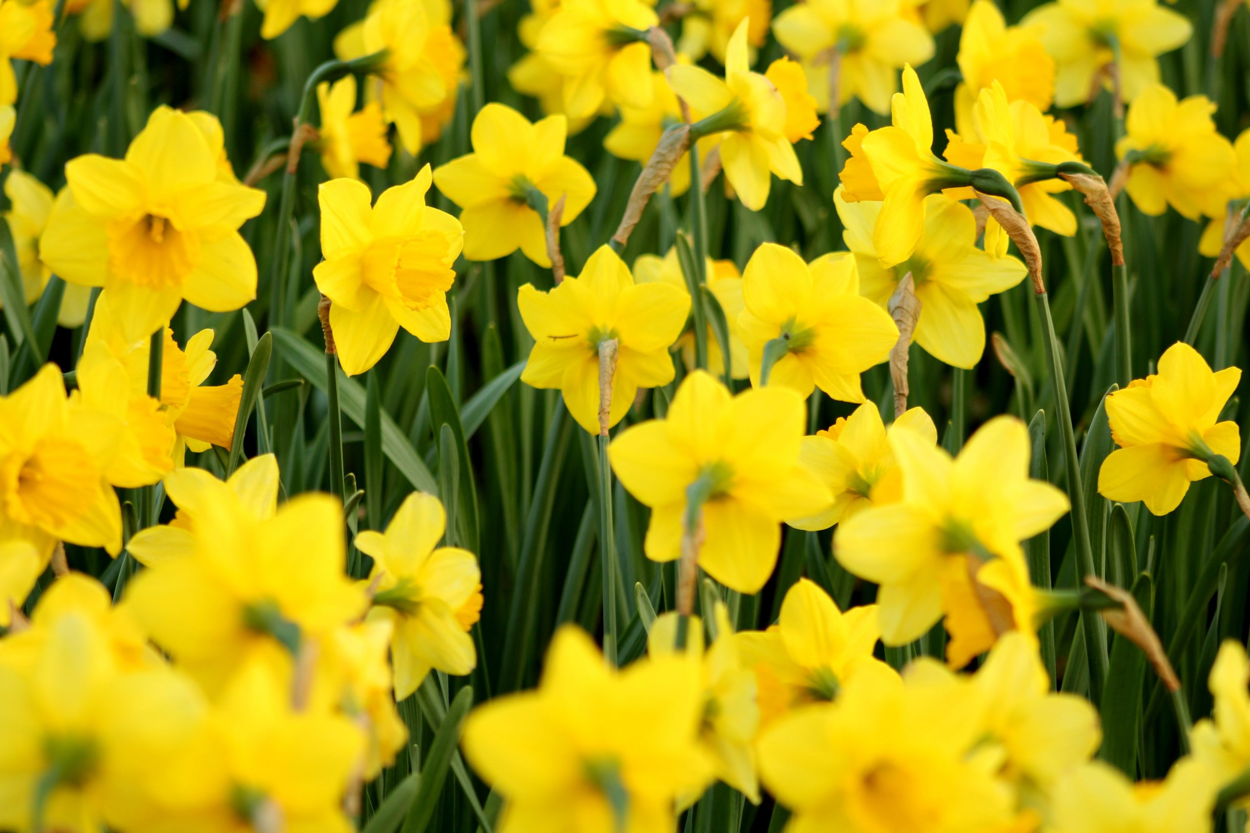 Growing Daffodils in Pots: Container Gardening Tips