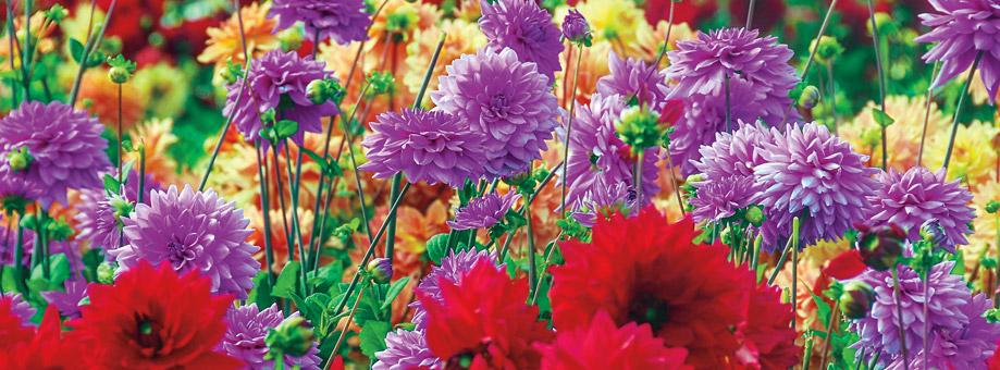 How To Grow and Care for Dahlias [UK]