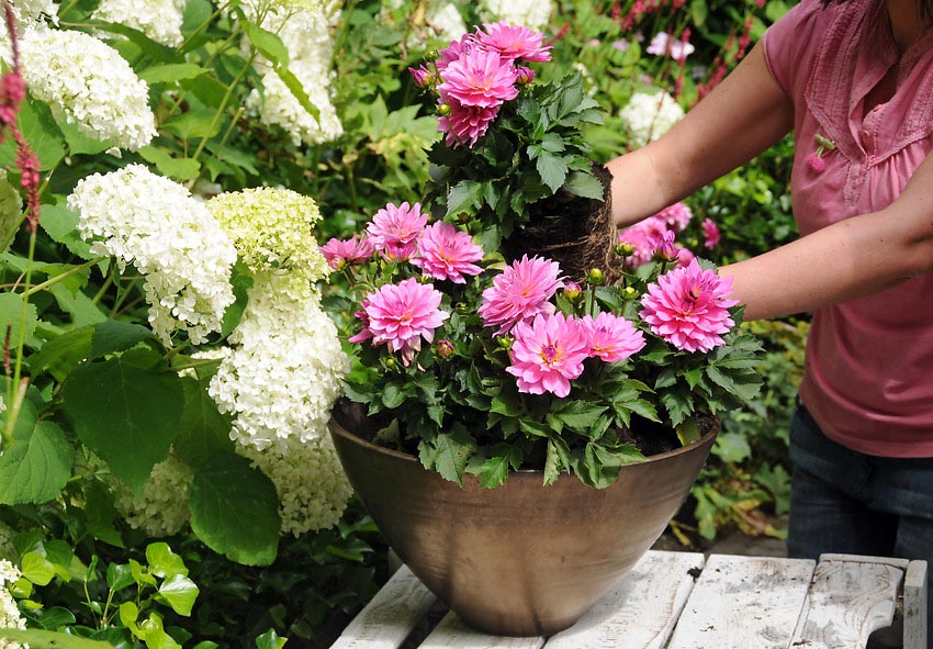 How to Grow Dahlias in Pots and Containers – Step-By-Step Guide