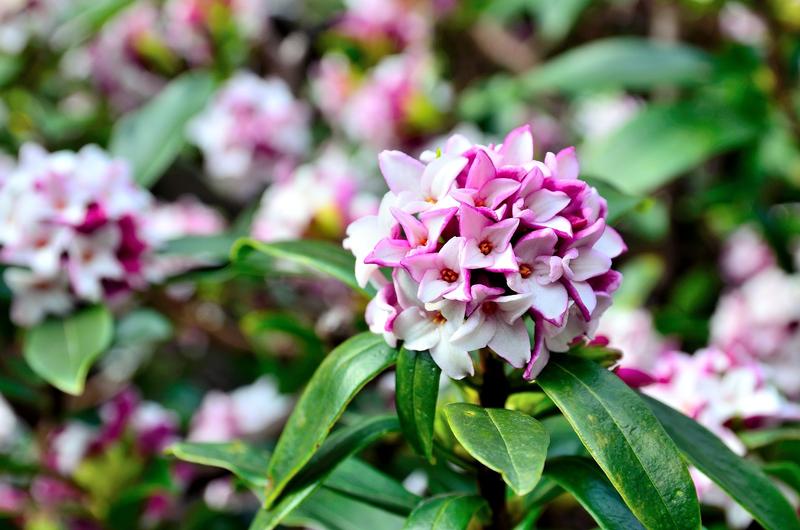 How to Successfully Grow and Care for Daphne Plants