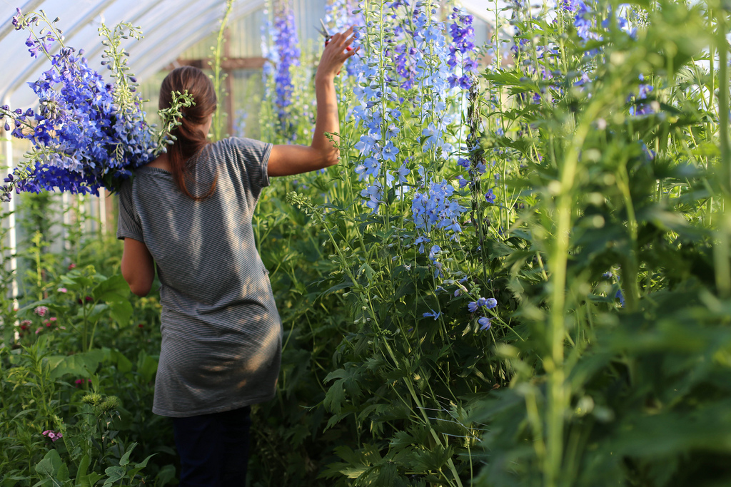 Easy Steps For Growing Stunning Delphiniums