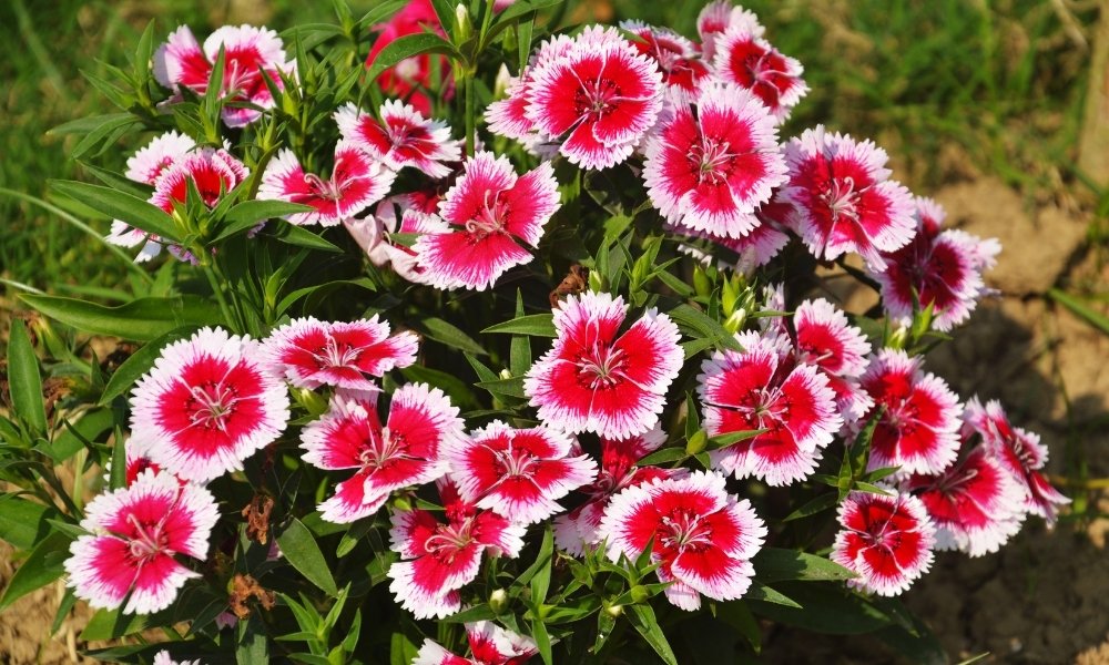 The Complete Guide To Grow Dianthus In Containers