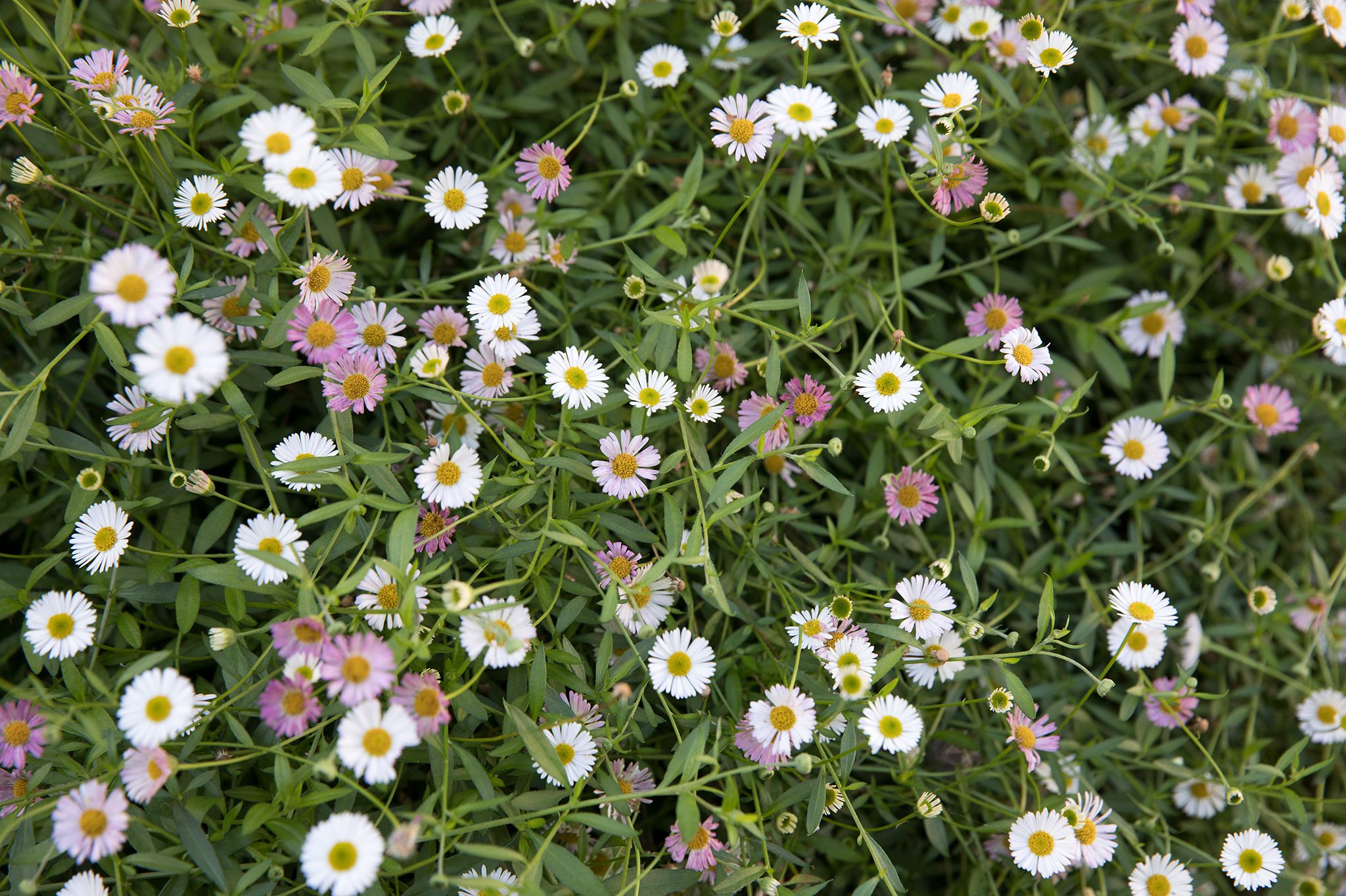 How to Grow Erigeron Karvinskianus ‘Mexican Fleabane’ in Your Garden