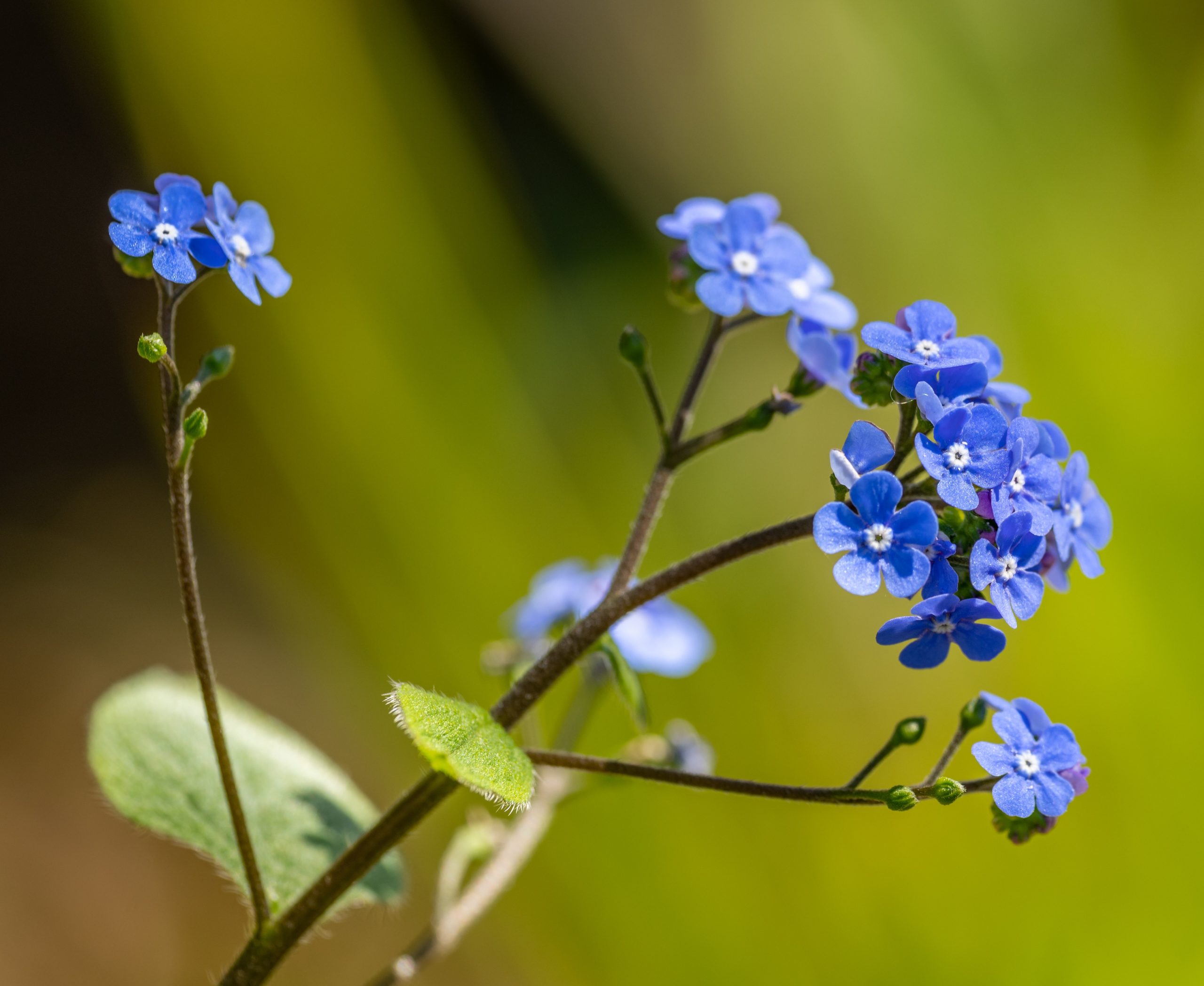 Learn How and When To Grow Forget-Me-Nots From Seeds