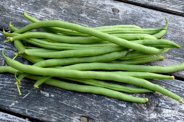 Grow French Beans Easily from Seed: A Step-by-Step Guide