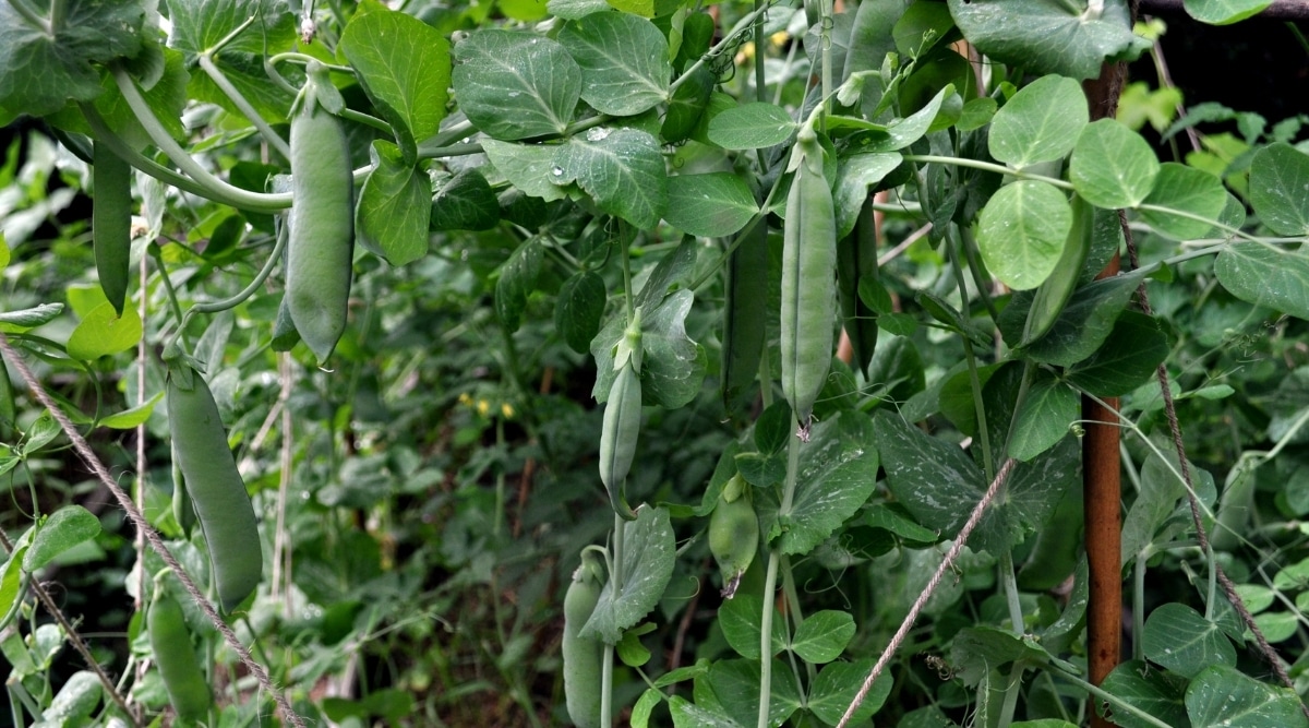 How To Grow Delicious Garden Peas