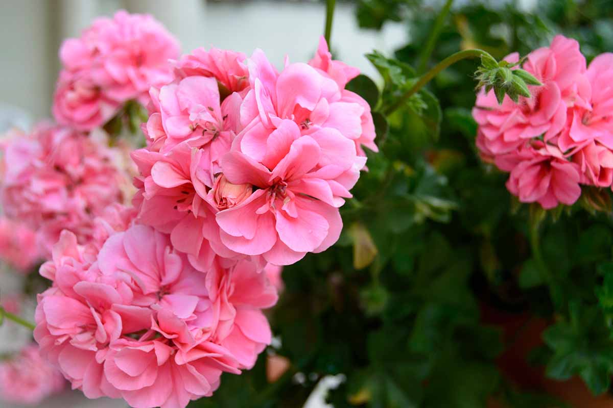 How To Grow Beautiful Geraniums in Containers: Step-by-Step Guide