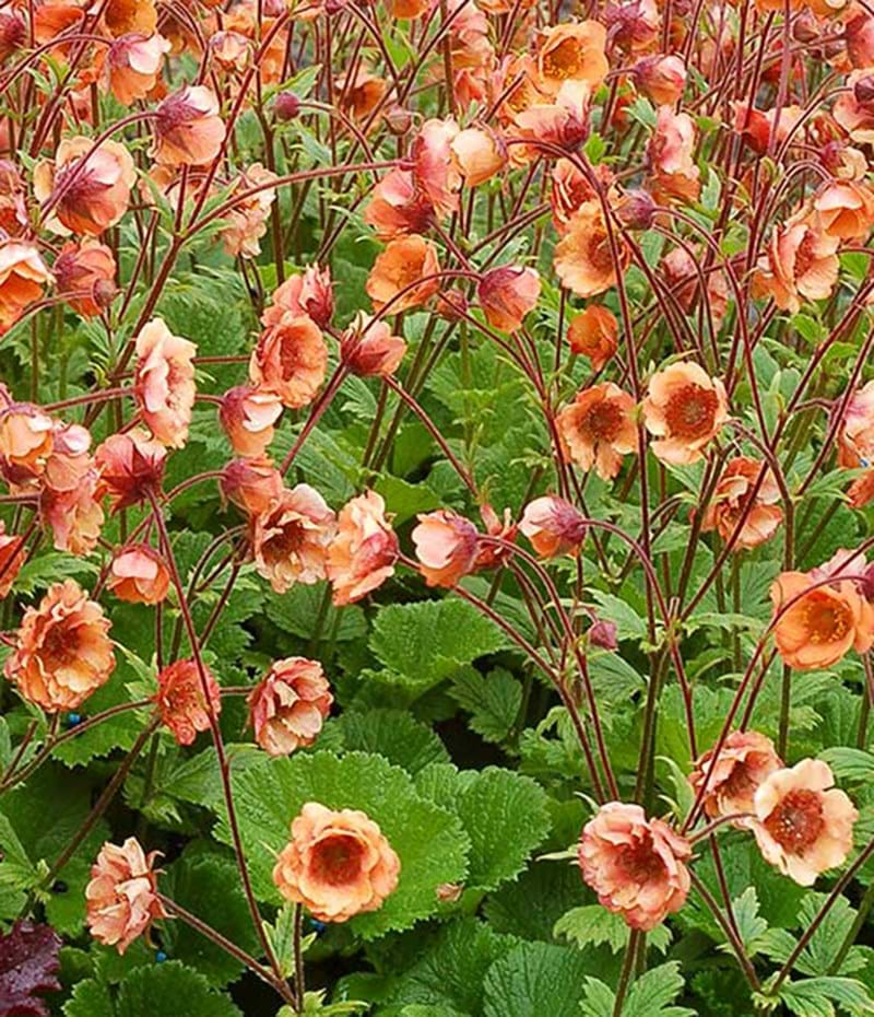 How To Grow Geums ‘Avens’