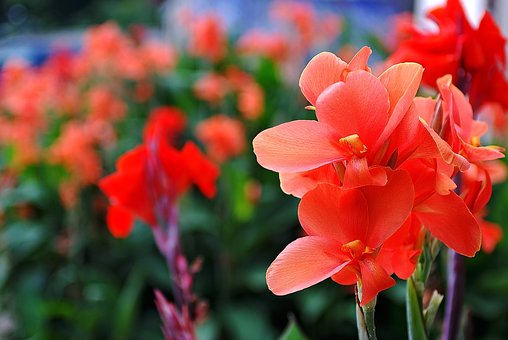 Step-By-Step Instructions For Growing Gladiolus In Pots