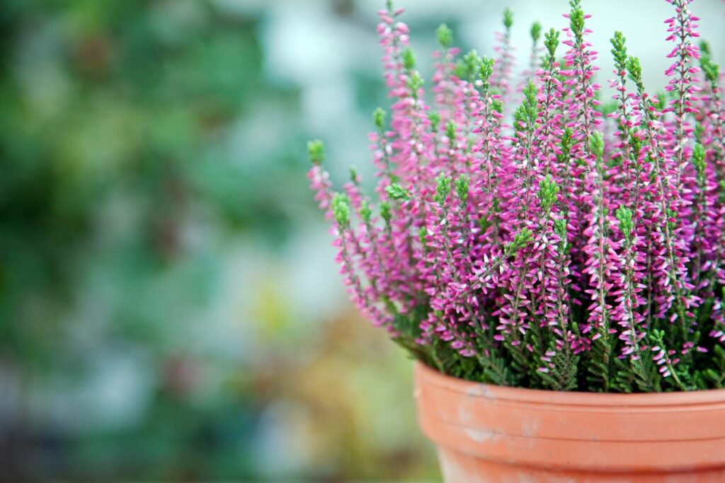 How to Successfully Grow Heathers: A Step-by-Step Guide