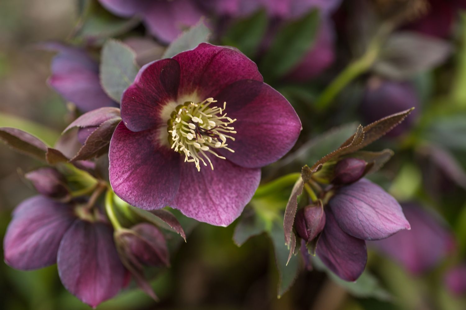 Learn How To Grow Hellebores in Pots or Containers