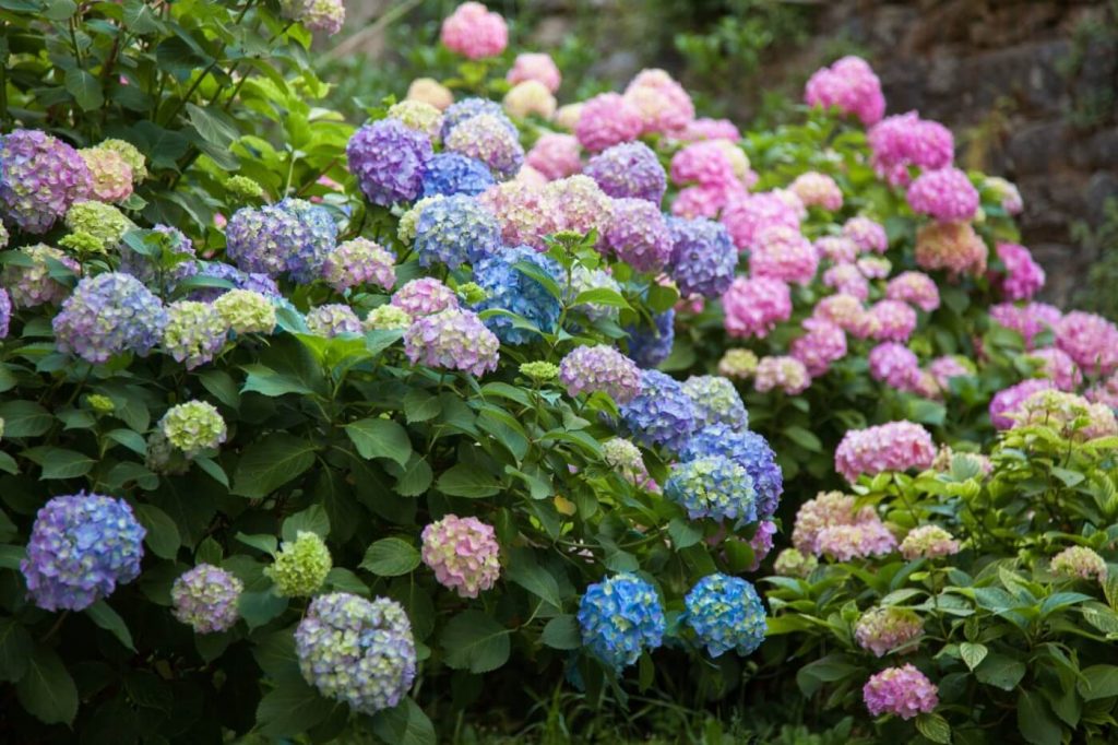 How To Grow Hydrangea In Containers