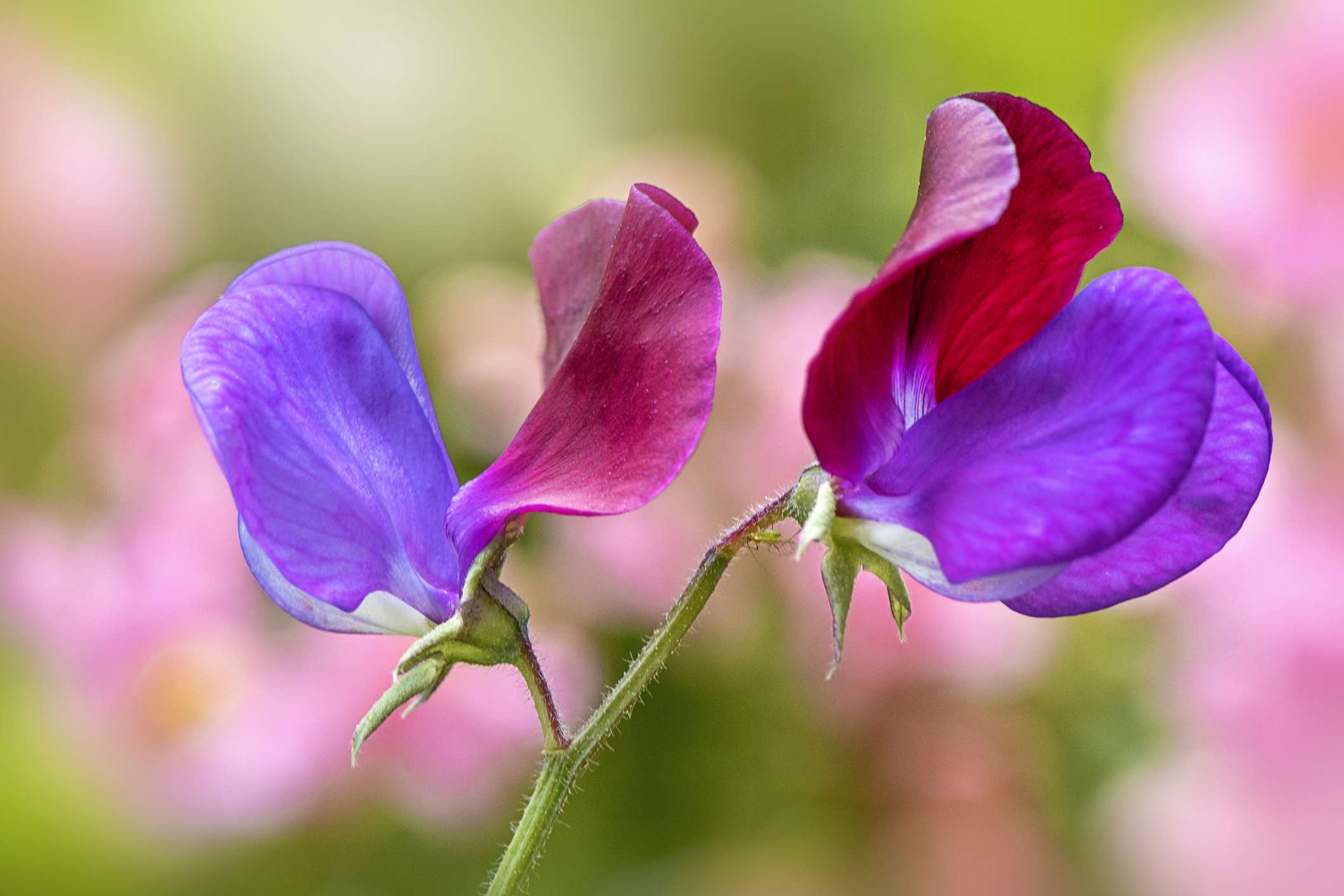 Sweet Pea Cultivation: A Beginner’s Guide to Growing Lathyrus