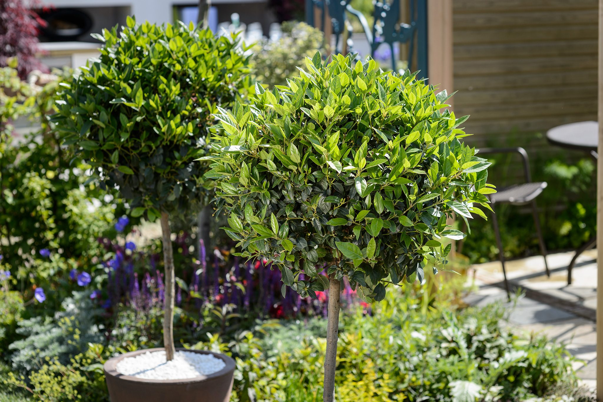 The Ultimate Guide to Growing Bay Trees (Laurus Nobilis)