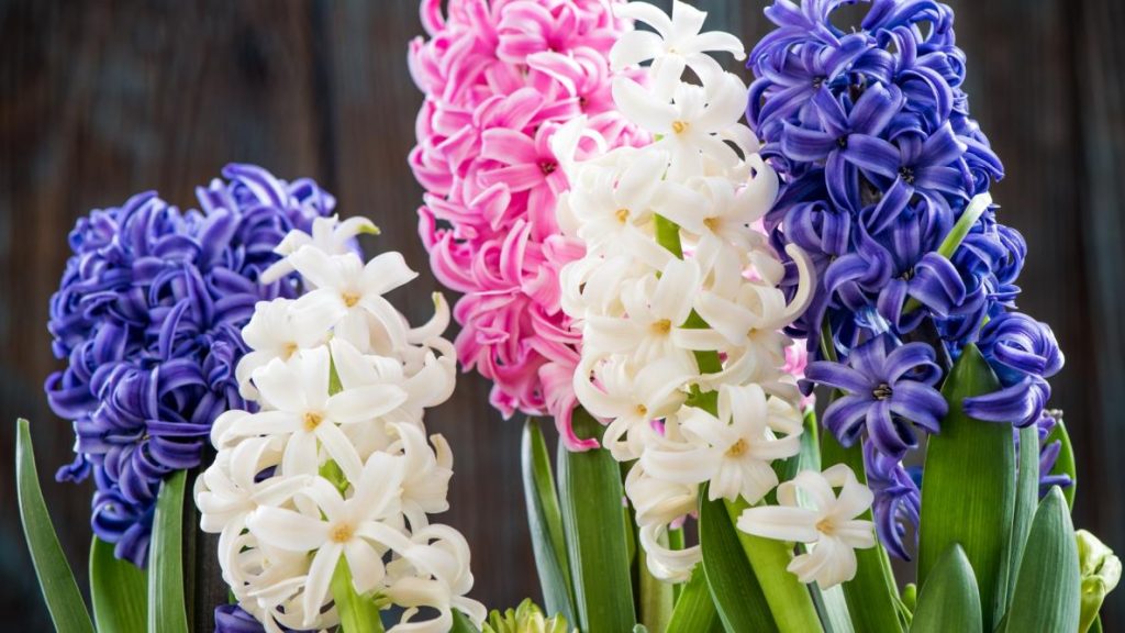 How To Grow Muscari + Care Guidelines