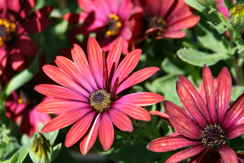 How to Grow Osteospermum Flowers with Seed: A Step-by-Step Guide