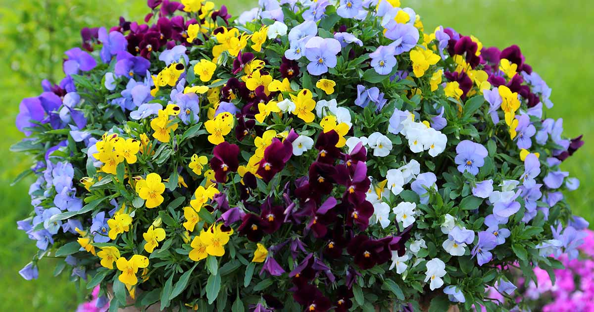 Grow Vibrant Pansies from Seed: A Beginner’s Guide