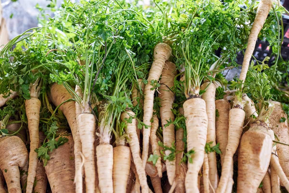 A Detailed Guide on How to Grow Parsnips in Your Garden