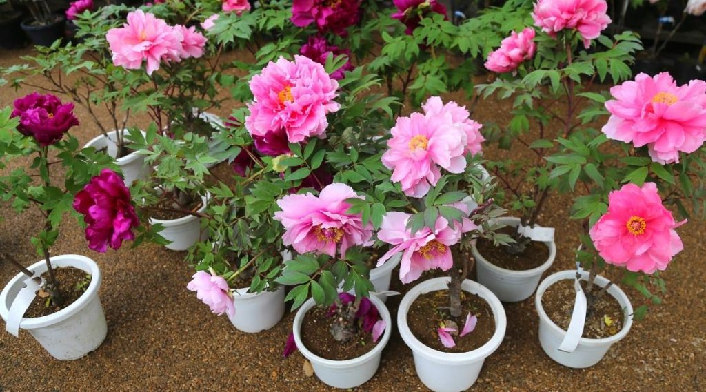 How To Grow Peonies In Pots