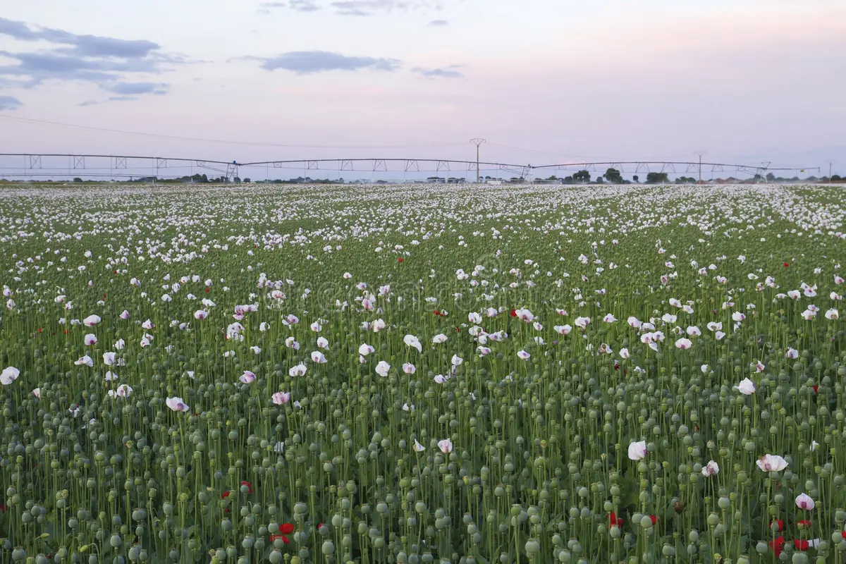 How To Start Growing Poppies From Seed Easily