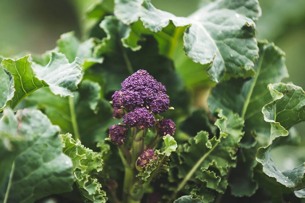 The Ultimate Guide to Growing Purple Sprouting Broccoli in Garden