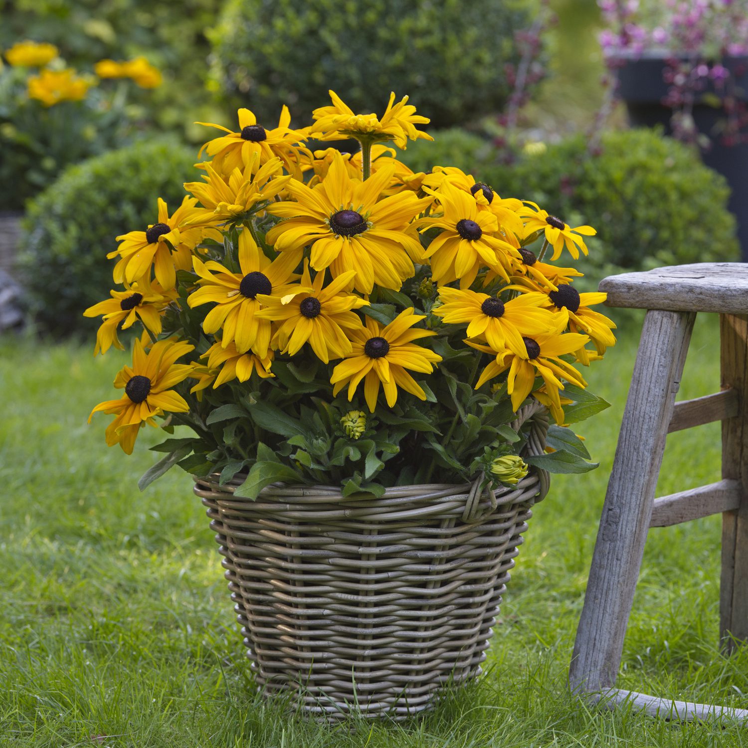 A Beginner’s Guide to Growing Black Eye Susans (Rudbeckia)