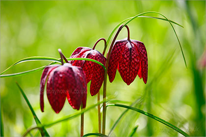 Growing The ‘Snakes Head’ Fritillaries: A Step-By-Step Tutorial