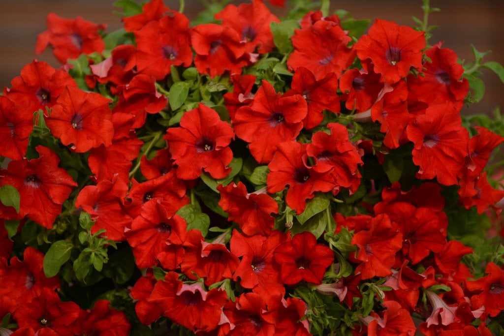 How to Grow Beautiful Surfinia® Trailing Petunias