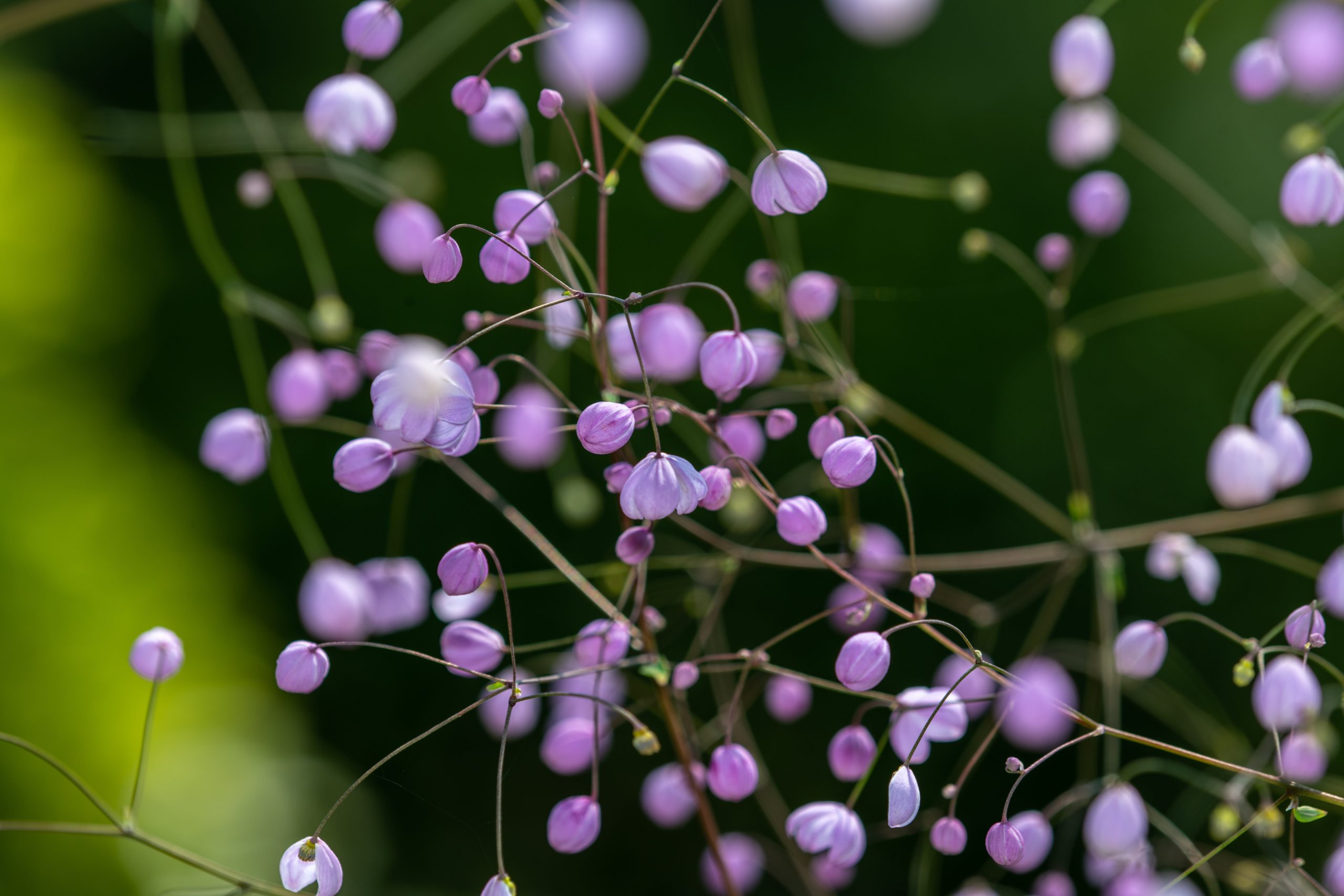 How To Grow Thalictrum (Chinese ‘Meadow Rue’) Plant In Your Garden