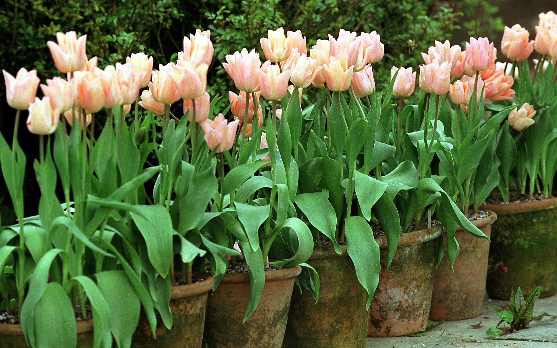 Learn How to Successfully Grow Tulips in Pots and Containers