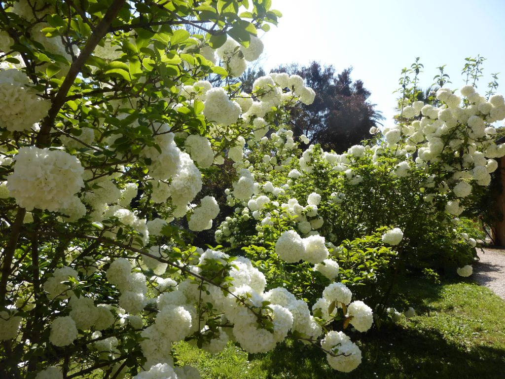 How To Grow Viburnum Opulus 'Roseum'