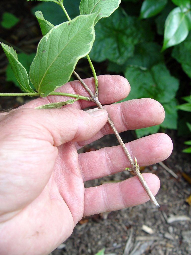 How To Grow Weigela Shrubs