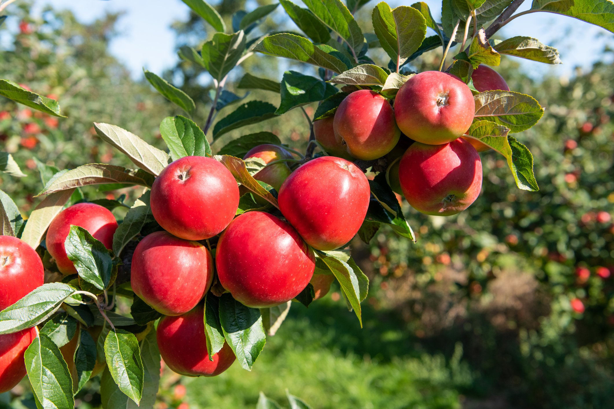 How to Harvest, Store, and Process Apples: A Complete Guide for UK