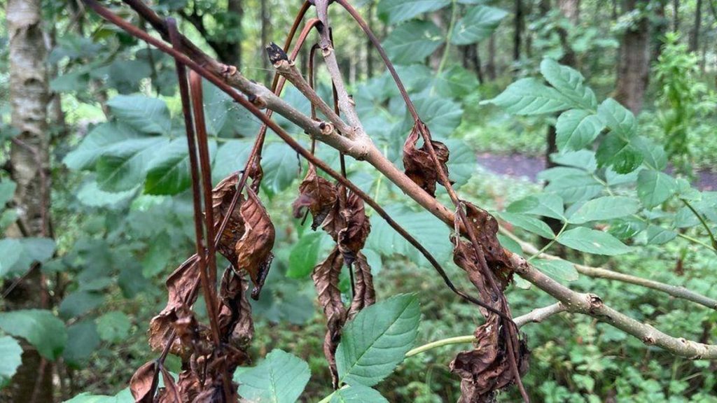 How To Identify & Deal With Ash Dieback