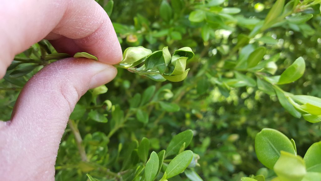 How To Identify & Treat Box Blight