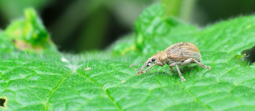 How To Identify & Treat Vine Weevil